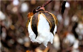 Các nhà khoa học dùng cotton tạo ra điện từ độ ẩm không khí